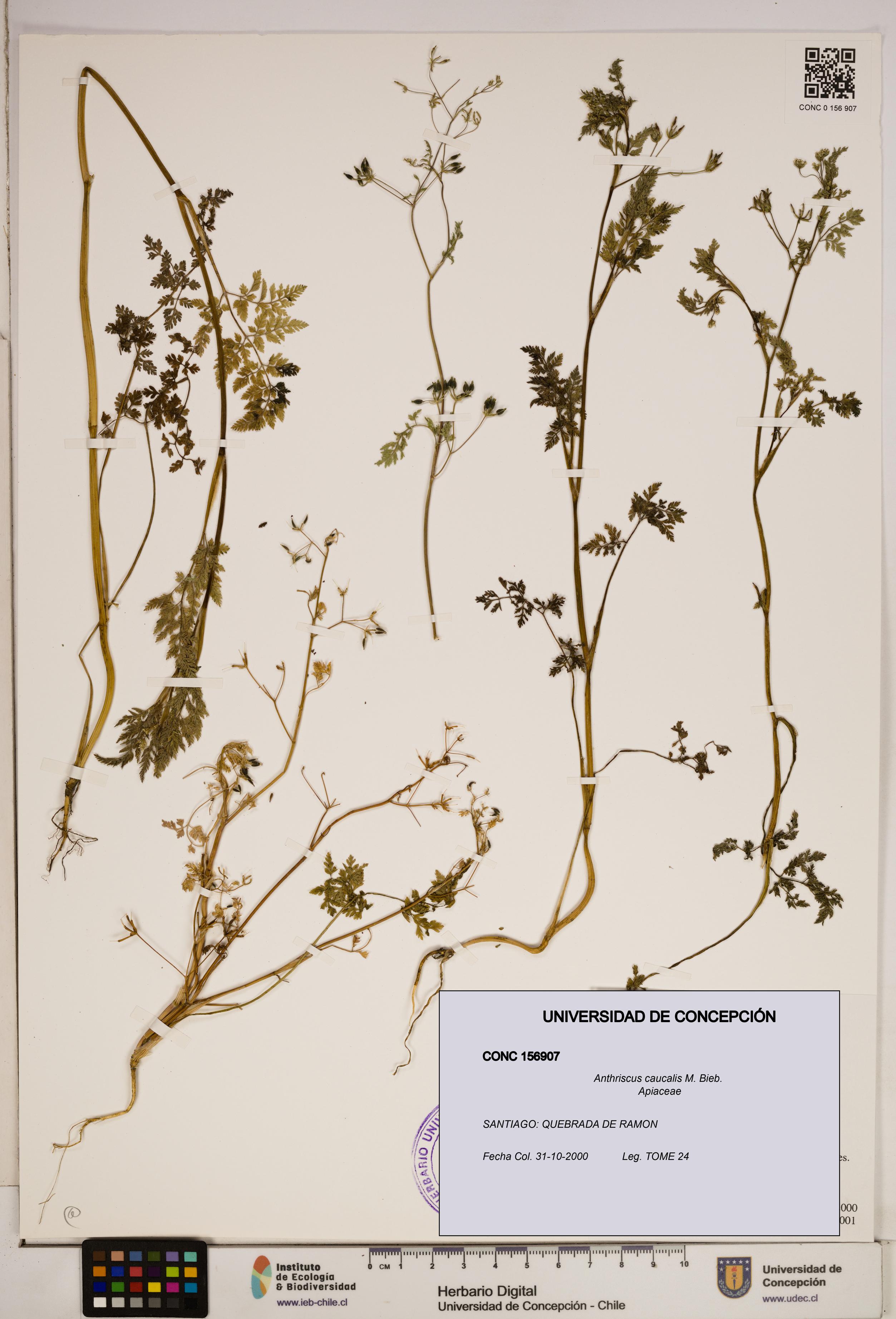 Anthriscus caucalis [Espécimen: ]