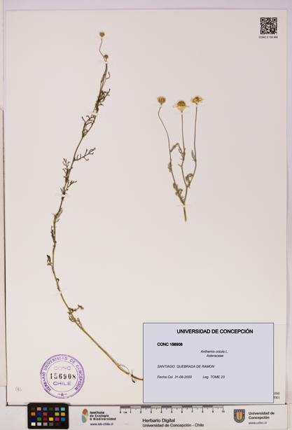 Anthemis cotula [Espécimen: UDEC:CONC:0156908]