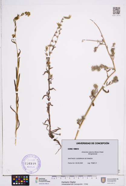 Amsinckia calycina [Espécimen: ]