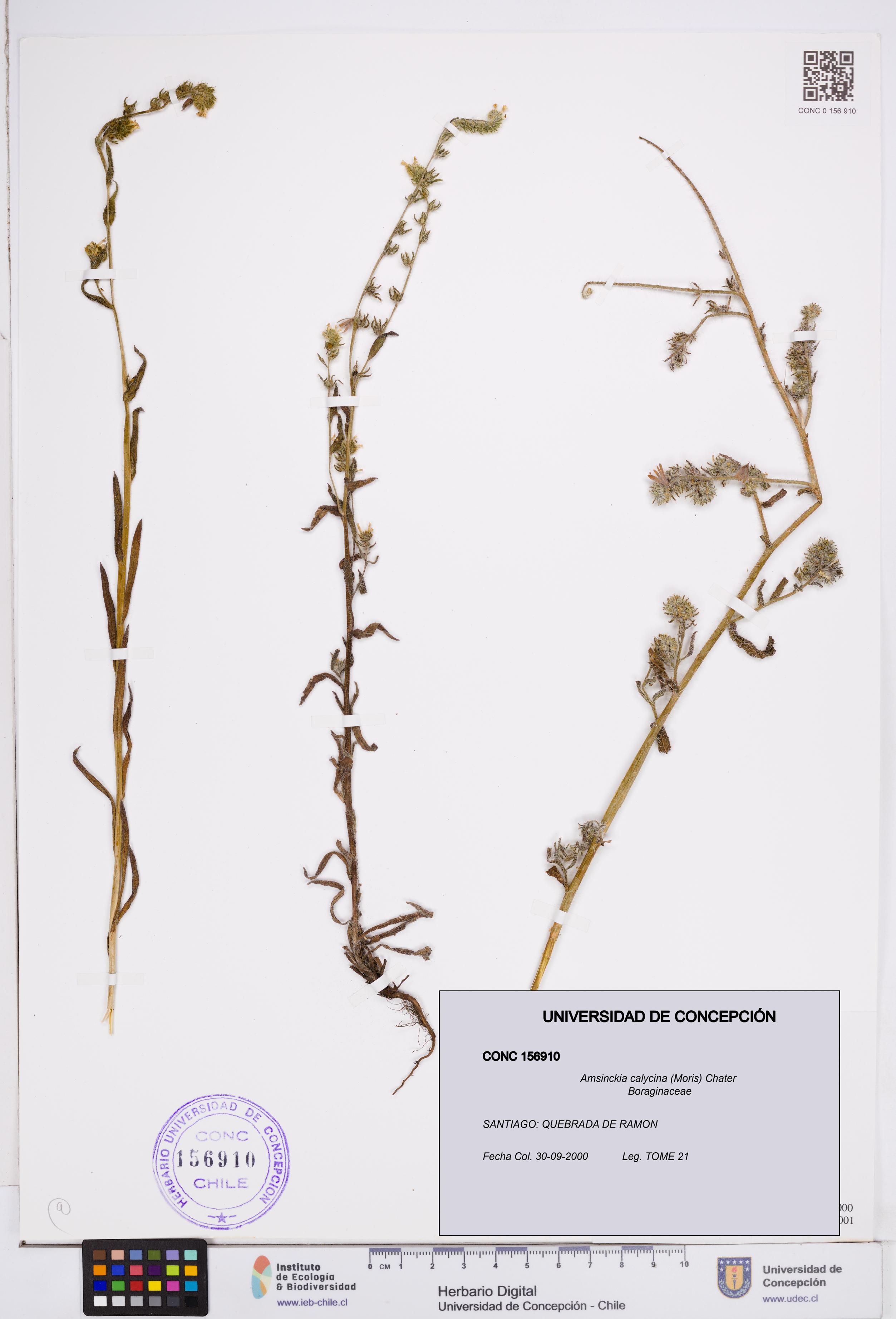 Amsinckia calycina [Espécimen: ]