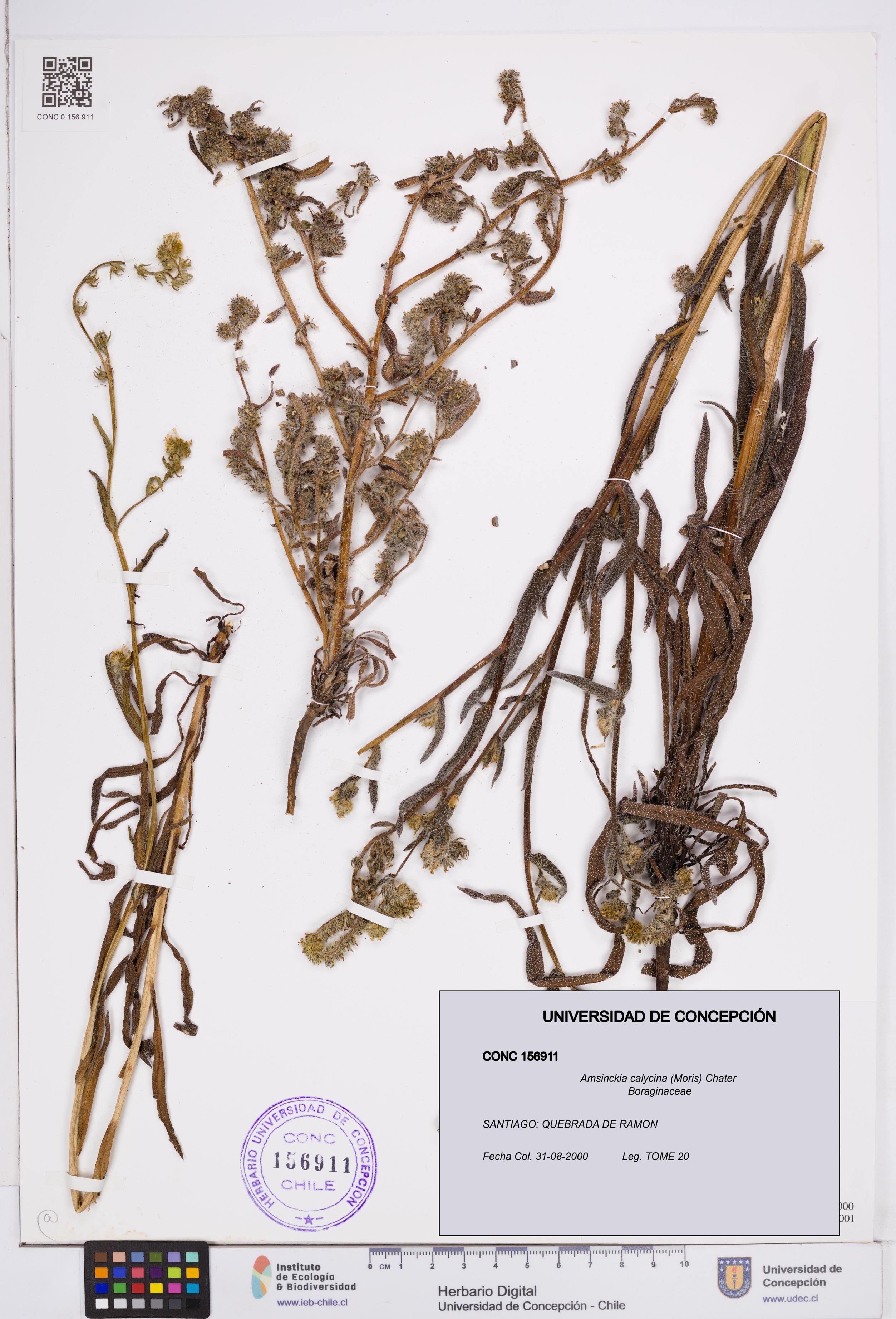 Amsinckia calycina [Espécimen: ]