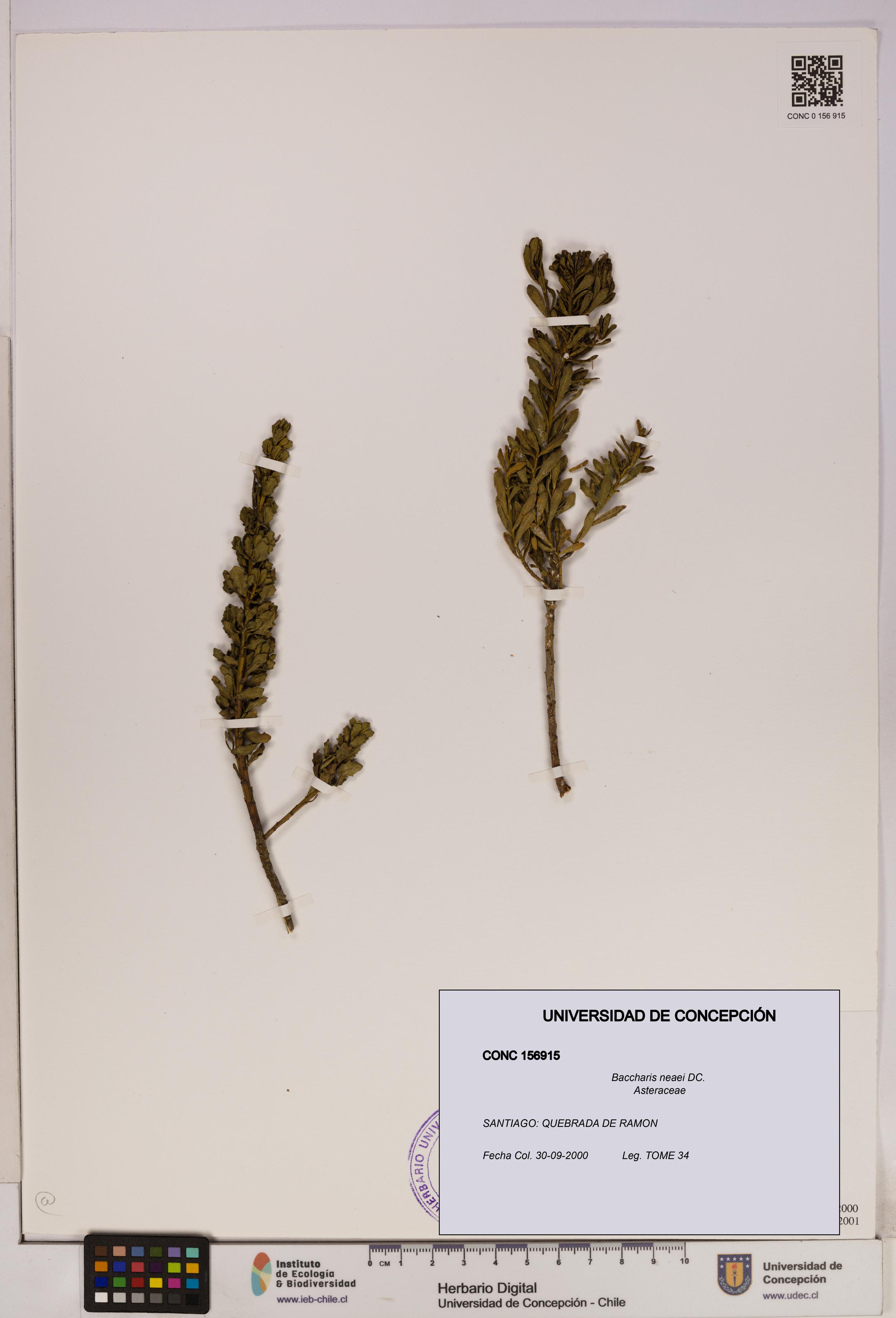 Baccharis neaei [Espécimen: UDEC:CONC:0156915]