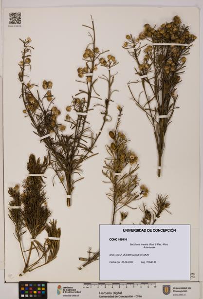 Baccharis linearis [Espécimen: UDEC:CONC:0156916]