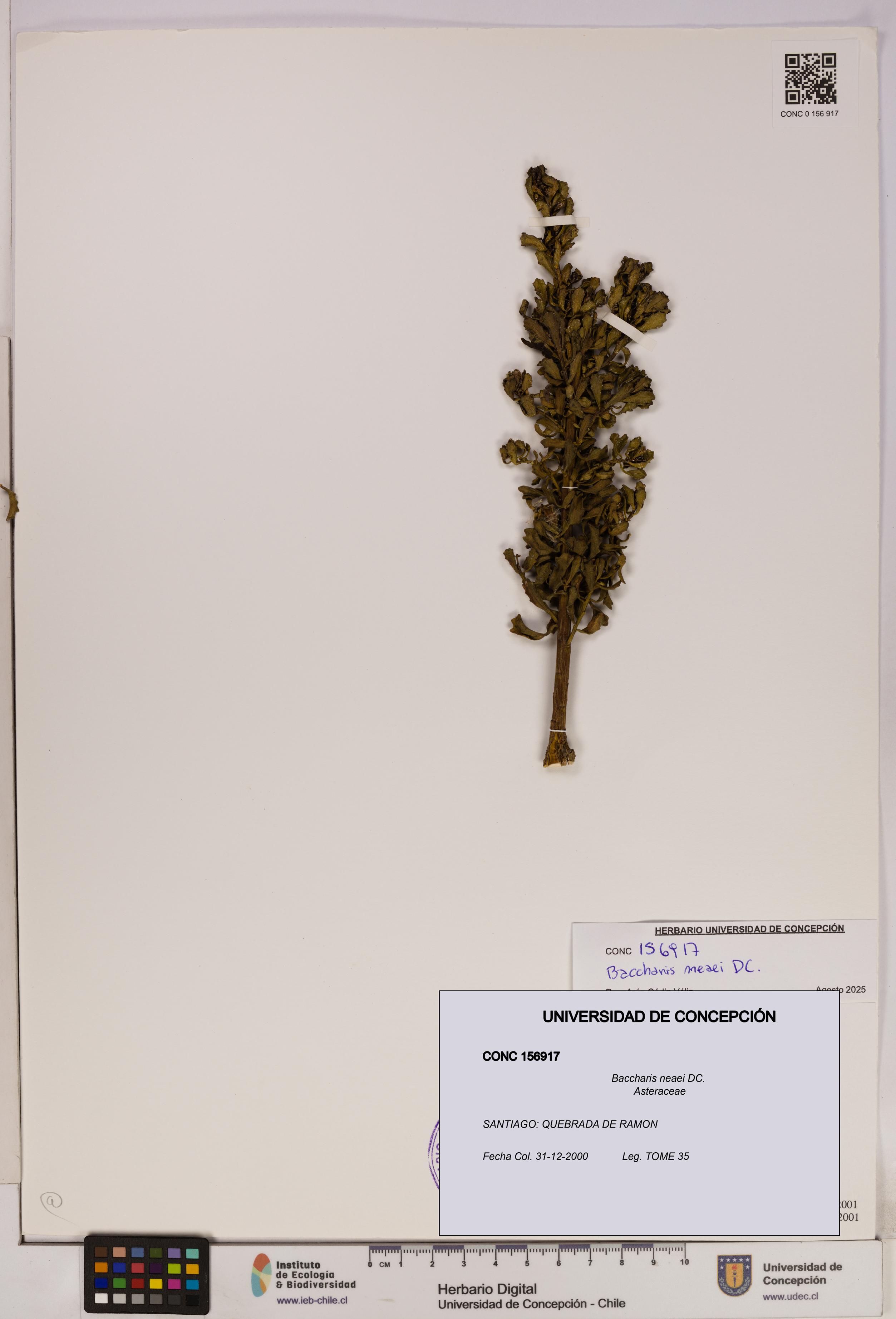 Baccharis neaei [Espécimen: UDEC:CONC:0156917]