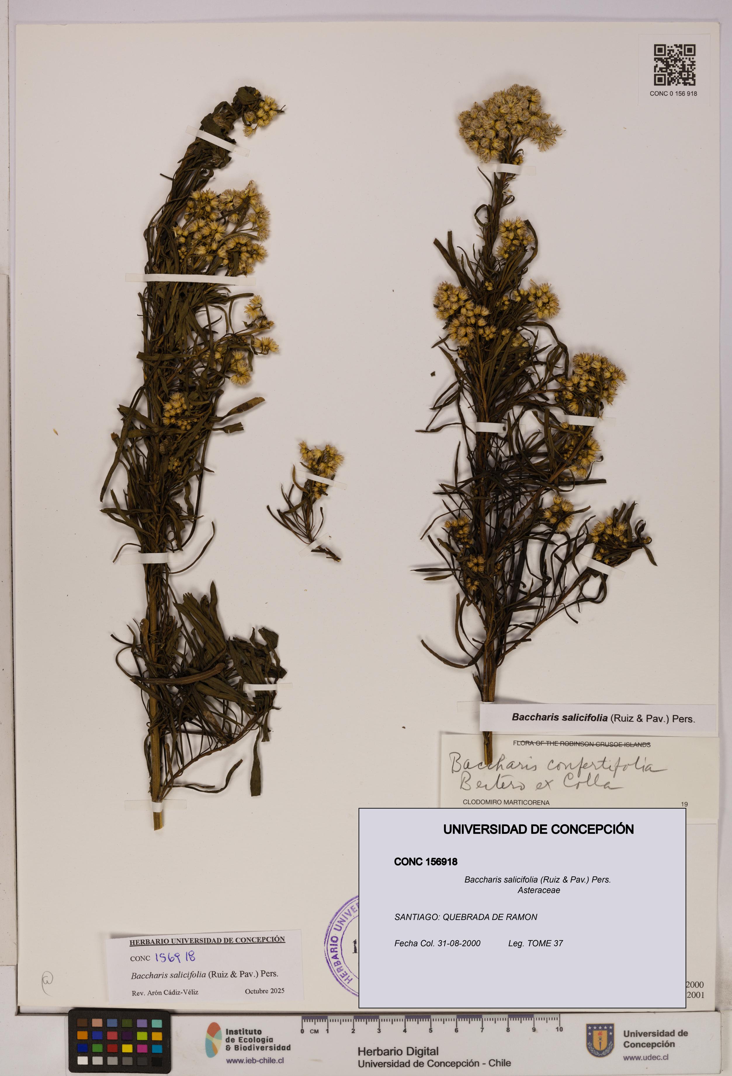 Baccharis salicifolia [Espécimen: UDEC:CONC:0156918]