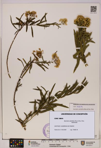 Baccharis salicifolia [Espécimen: UDEC:CONC:0156919]