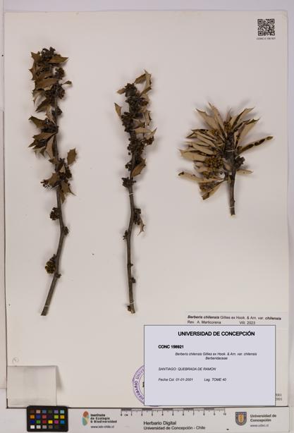 Berberis chilensis var. chilensis [Espécimen: UDEC:CONC:0156921]