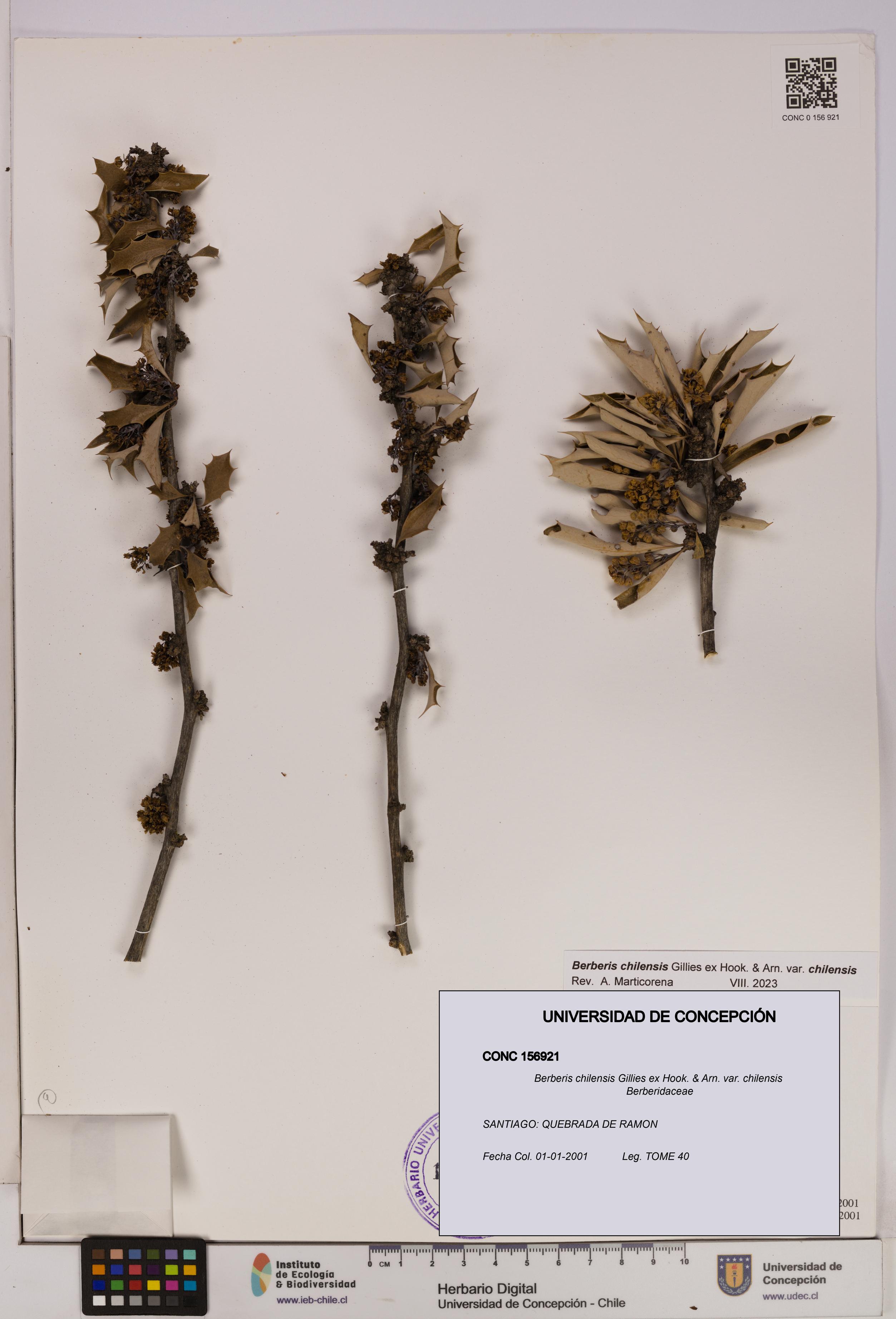 Berberis chilensis var. chilensis [Espécimen: UDEC:CONC:0156921]