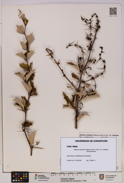 Berberis chilensis var. chilensis [Espécimen: UDEC:CONC:0156922]