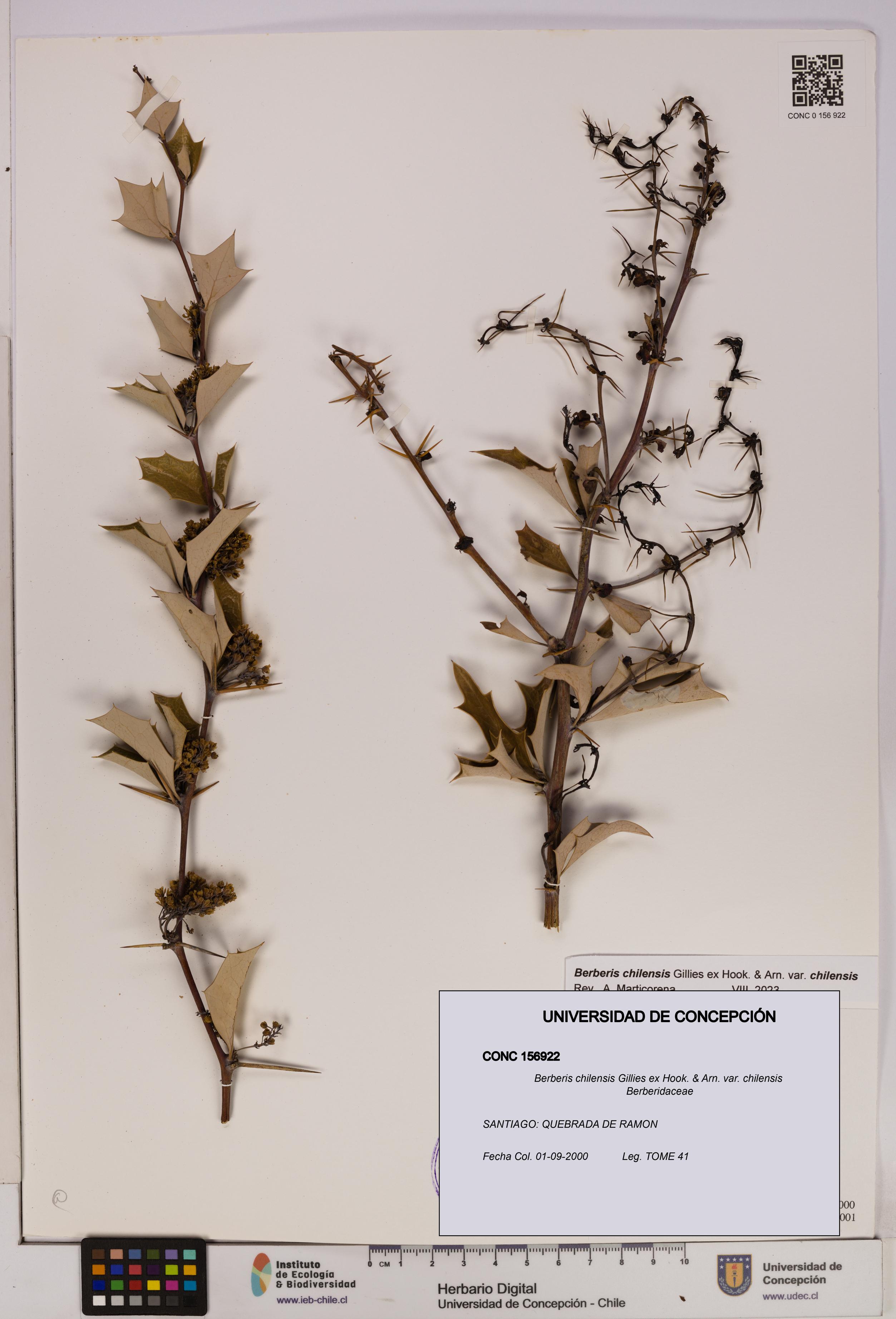 Berberis chilensis var. chilensis [Espécimen: UDEC:CONC:0156922]