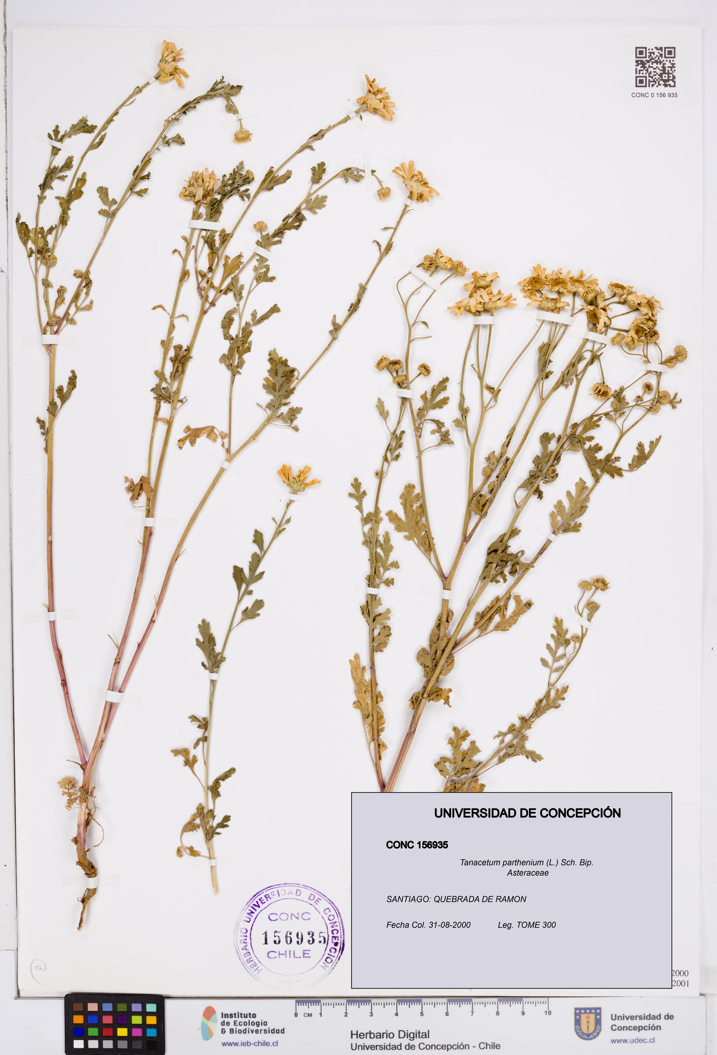 Tanacetum parthenium [Espécimen: ]