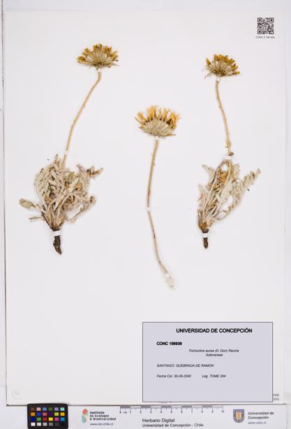 Trichocline aurea [Espécimen: ]
