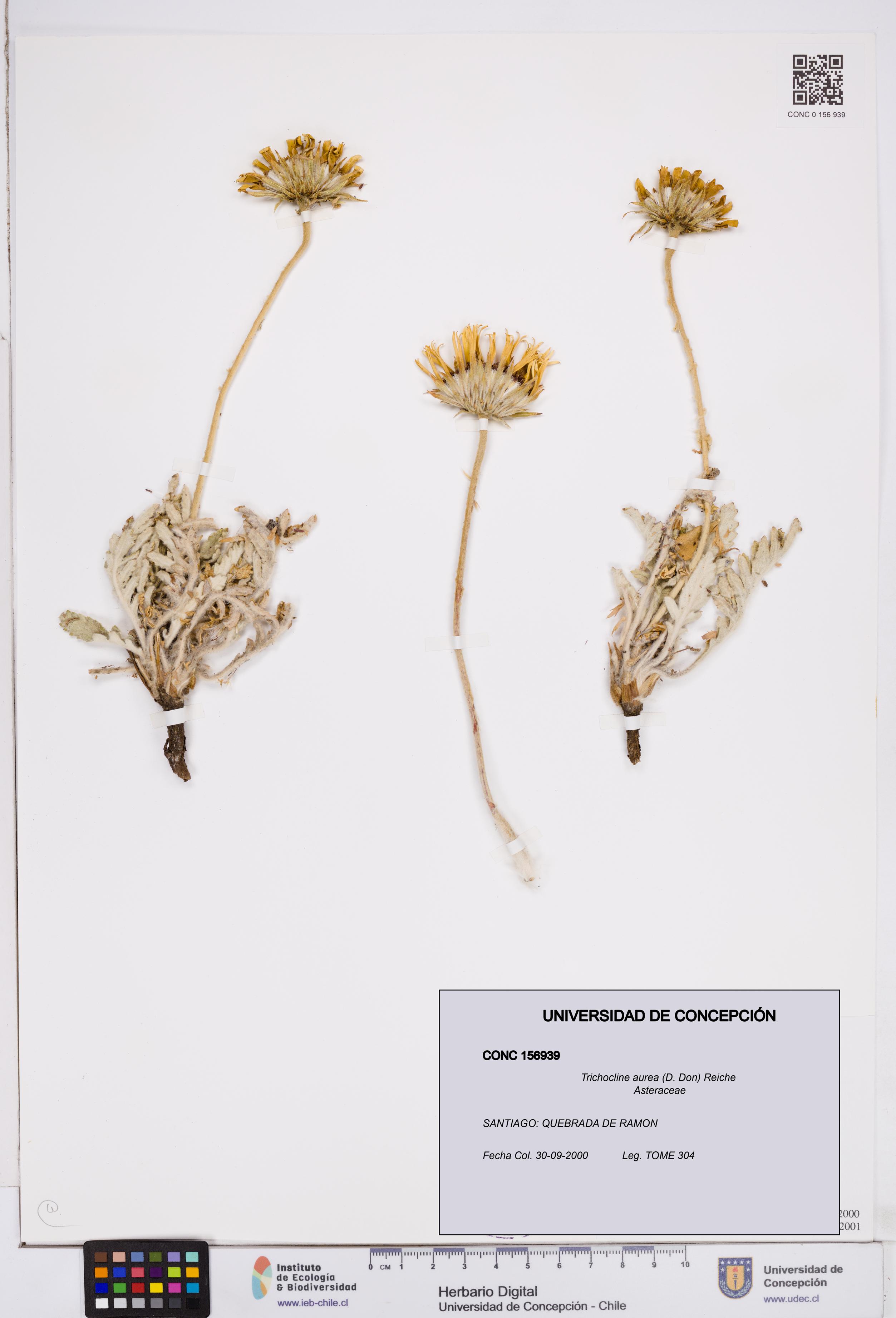 Trichocline aurea [Espécimen: ]