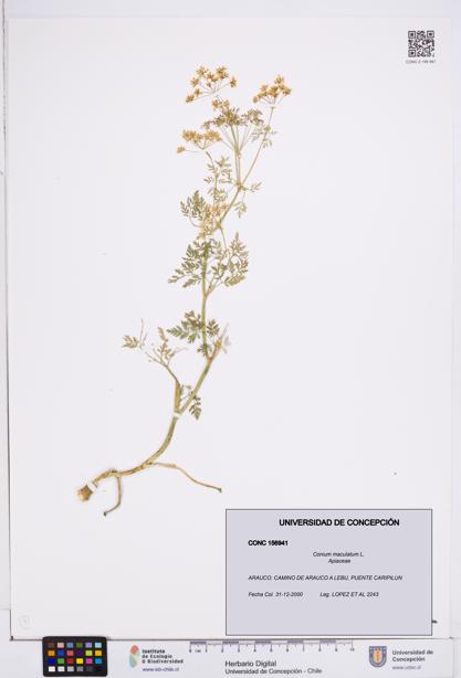 Conium maculatum [Espécimen: ]