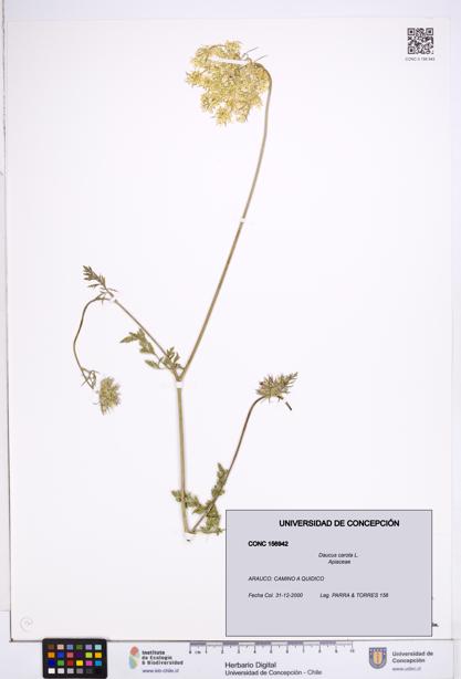 Daucus carota [Espécimen: ]