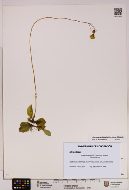 Calceolaria filicaulis subsp. filicaulis [Espécimen: UDEC:CONC:0156943]