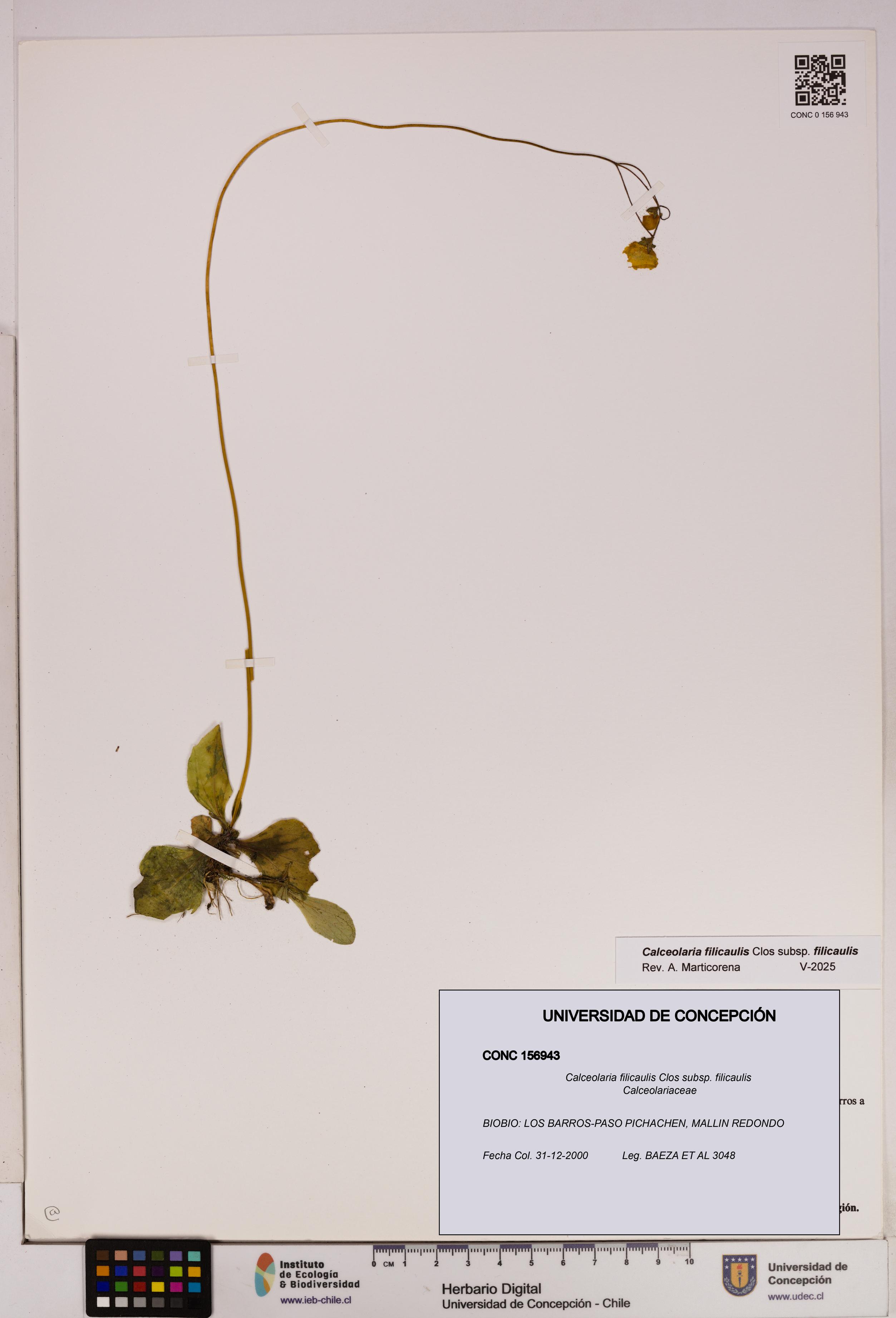 Calceolaria filicaulis subsp. filicaulis [Espécimen: UDEC:CONC:0156943]