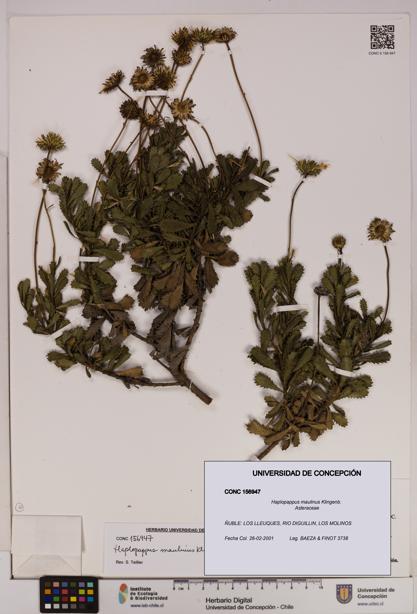 Haplopappus maulinus [Espécimen: UDEC:CONC:0156947]