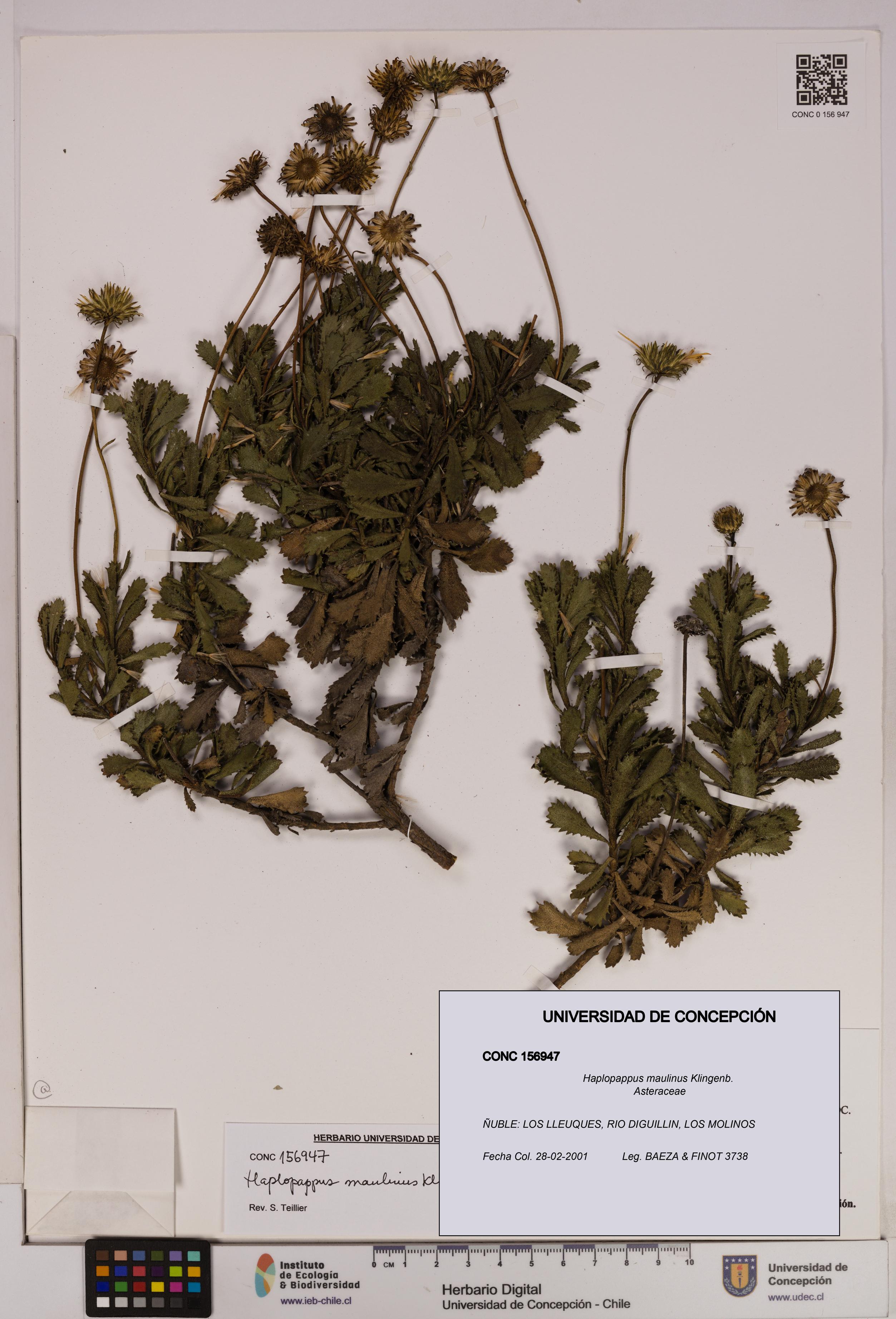 Haplopappus maulinus [Espécimen: UDEC:CONC:0156947]