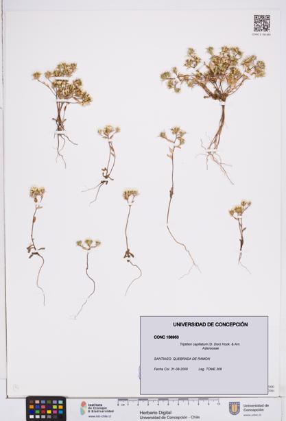 Triptilion capillatum [Espécimen: ]