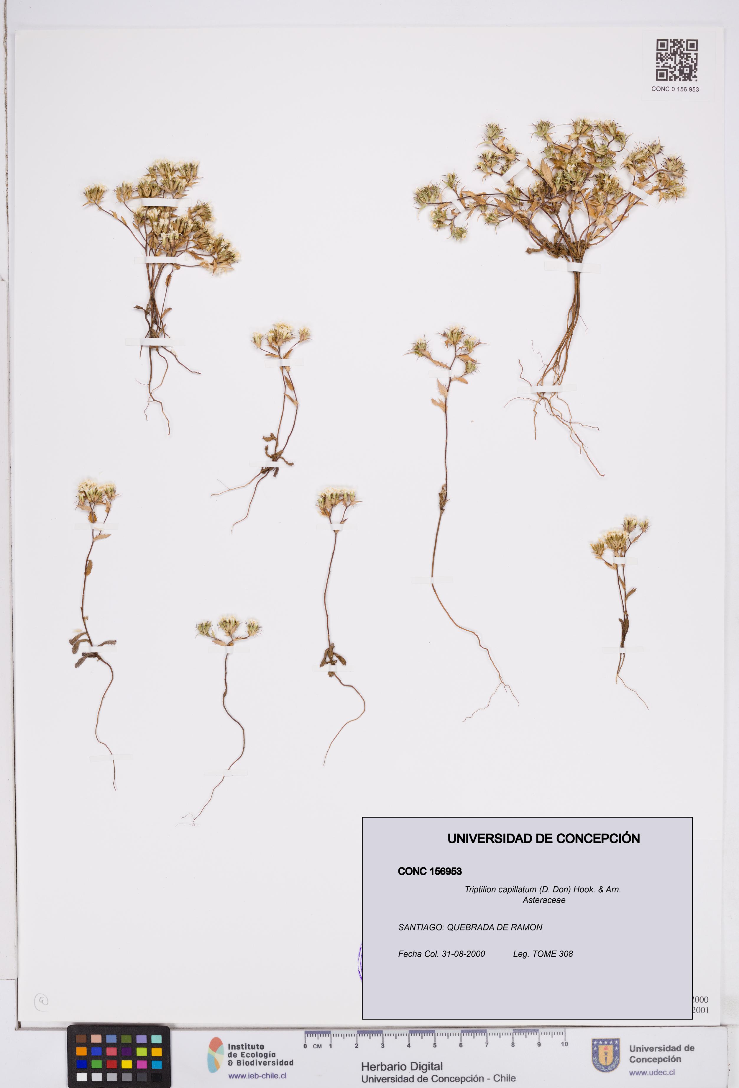 Triptilion capillatum [Espécimen: ]