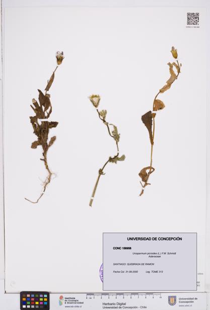 Urospermum picroides [Espécimen: ]