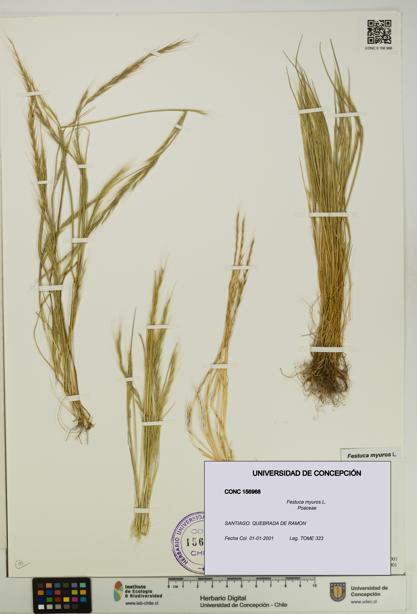 Festuca myuros [Espécimen: UDEC:CONC:0156968]