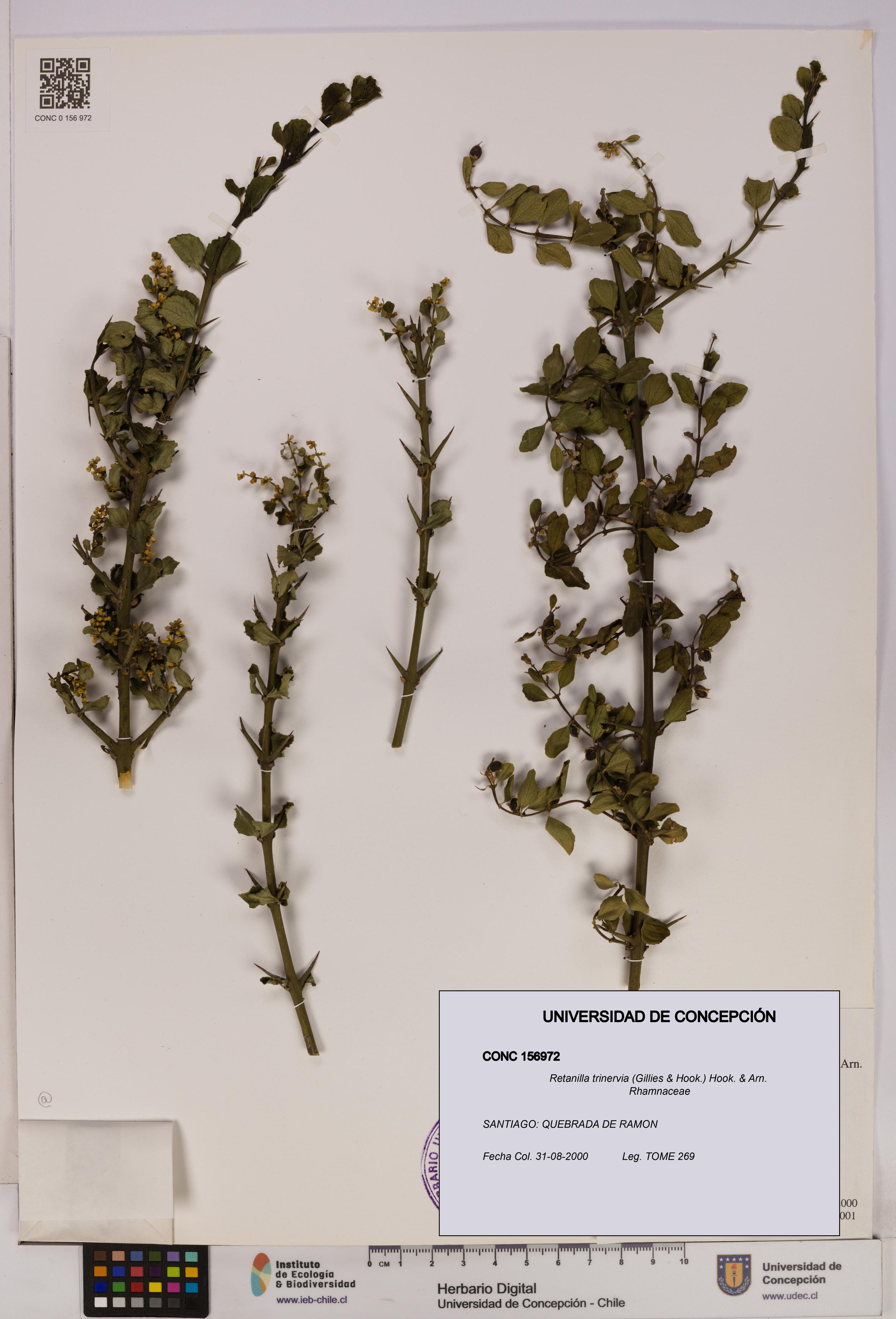 Retanilla trinervia [Espécimen: UDEC:CONC:0156972]