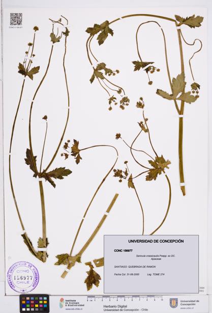 Sanicula crassicaulis [Espécimen: ]