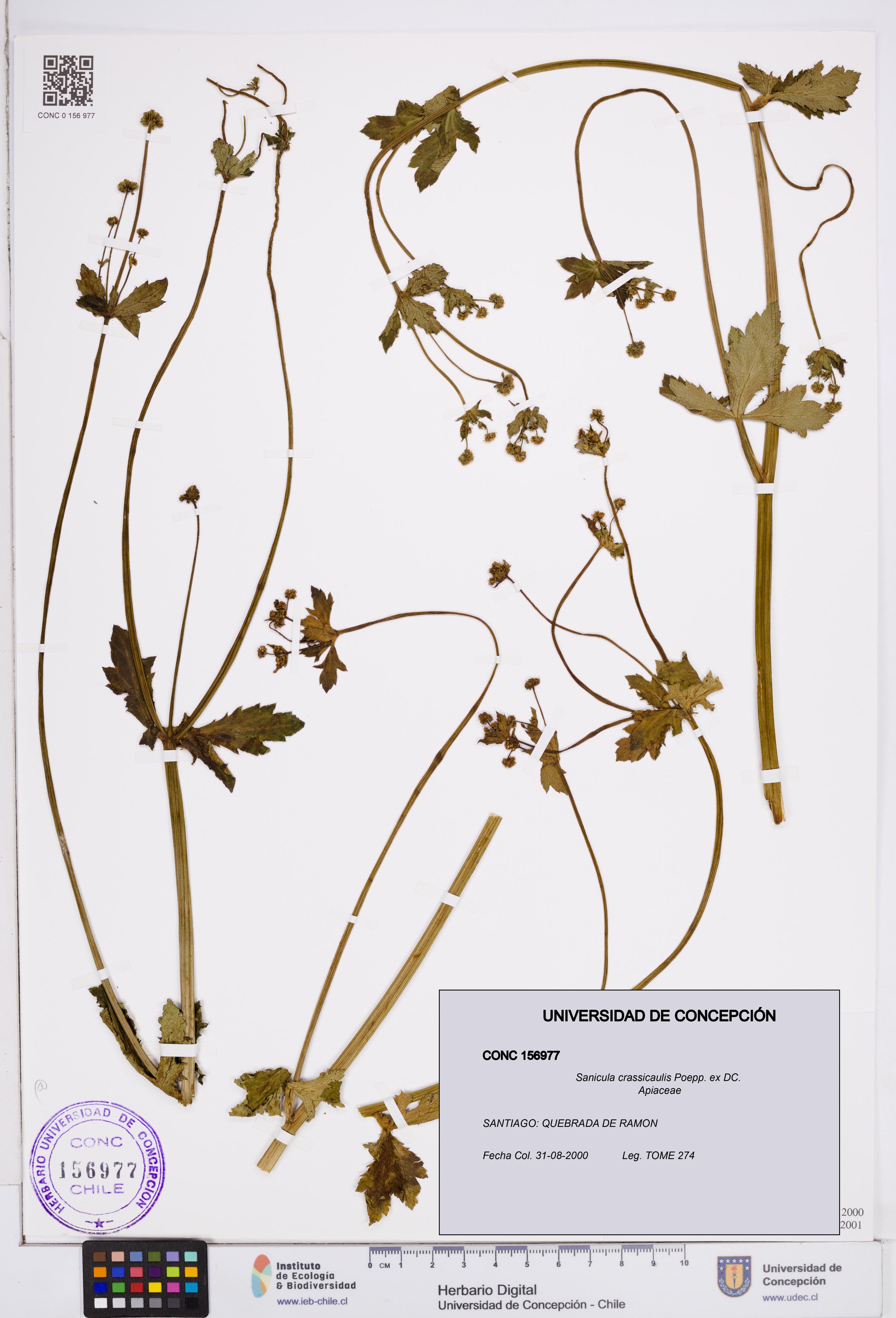 Sanicula crassicaulis [Espécimen: ]