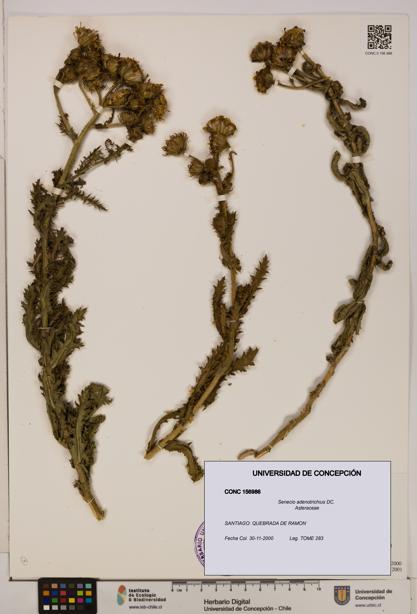 Senecio adenotrichius [Espécimen: UDEC:CONC:0156986]