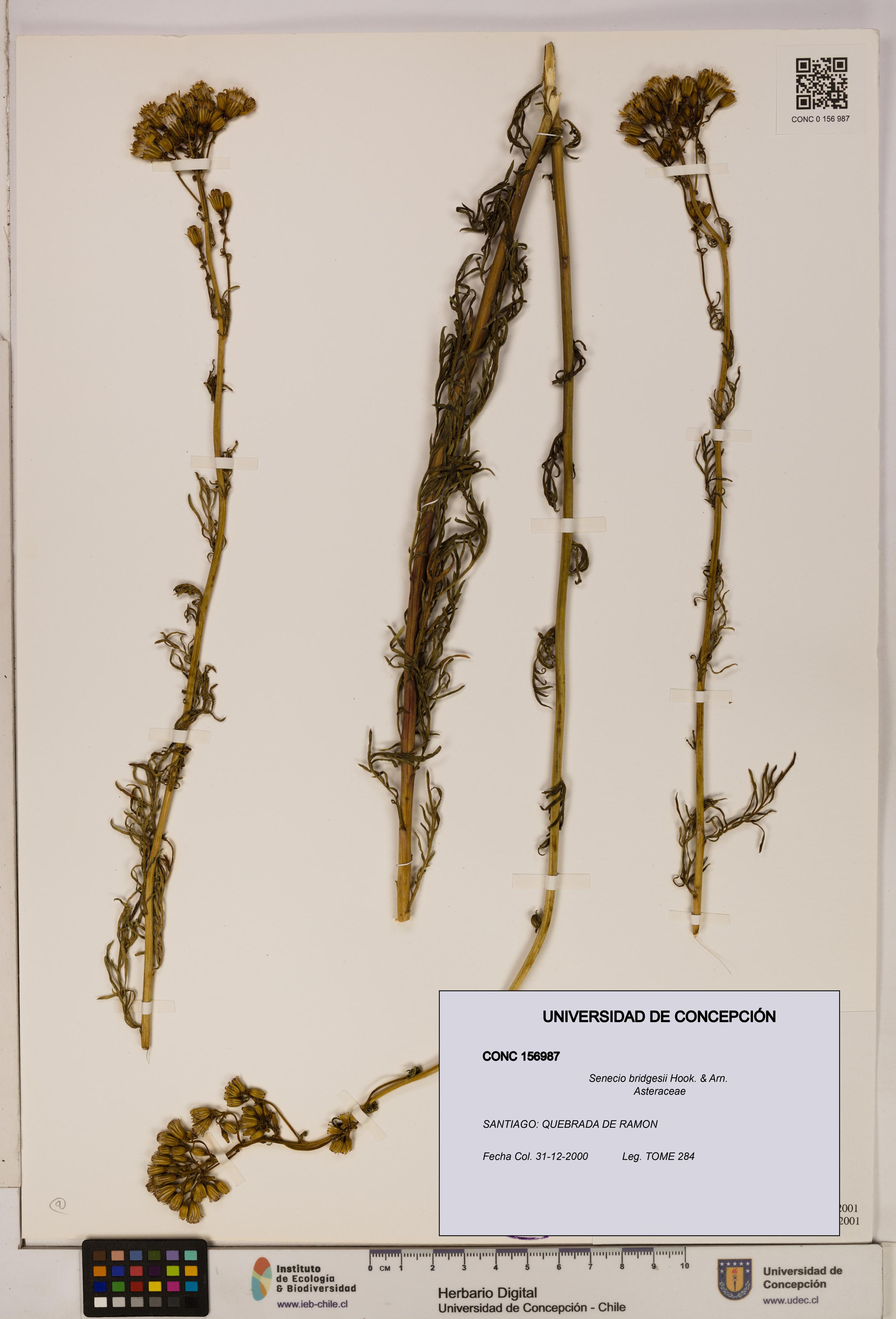 Senecio bridgesii [Espécimen: UDEC:CONC:0156987]