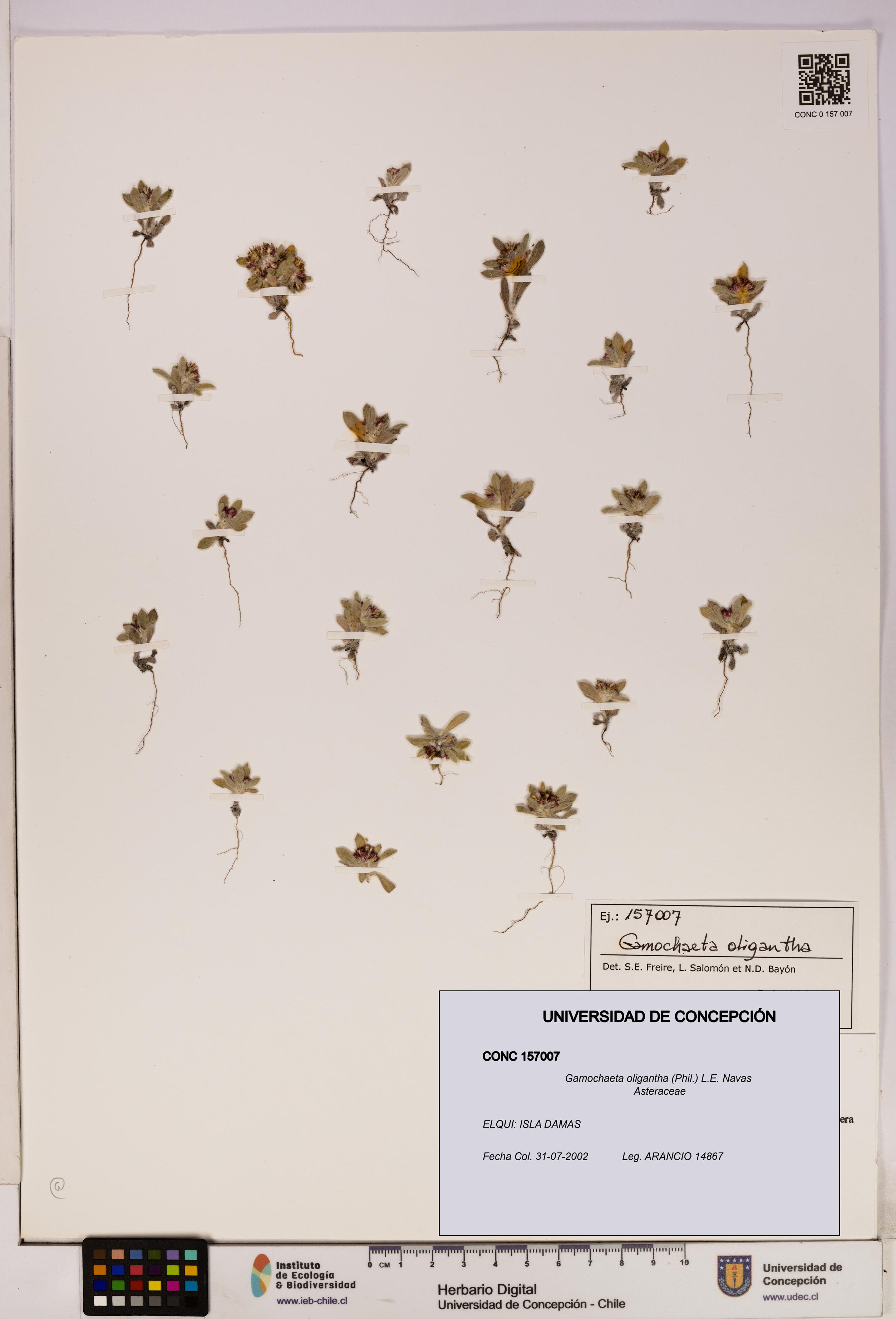 Gamochaeta oligantha [Espécimen: UDEC:CONC:0157007]