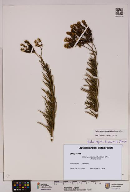 Heliotropium stenophyllum [Espécimen: UDEC:CONC:0157009]