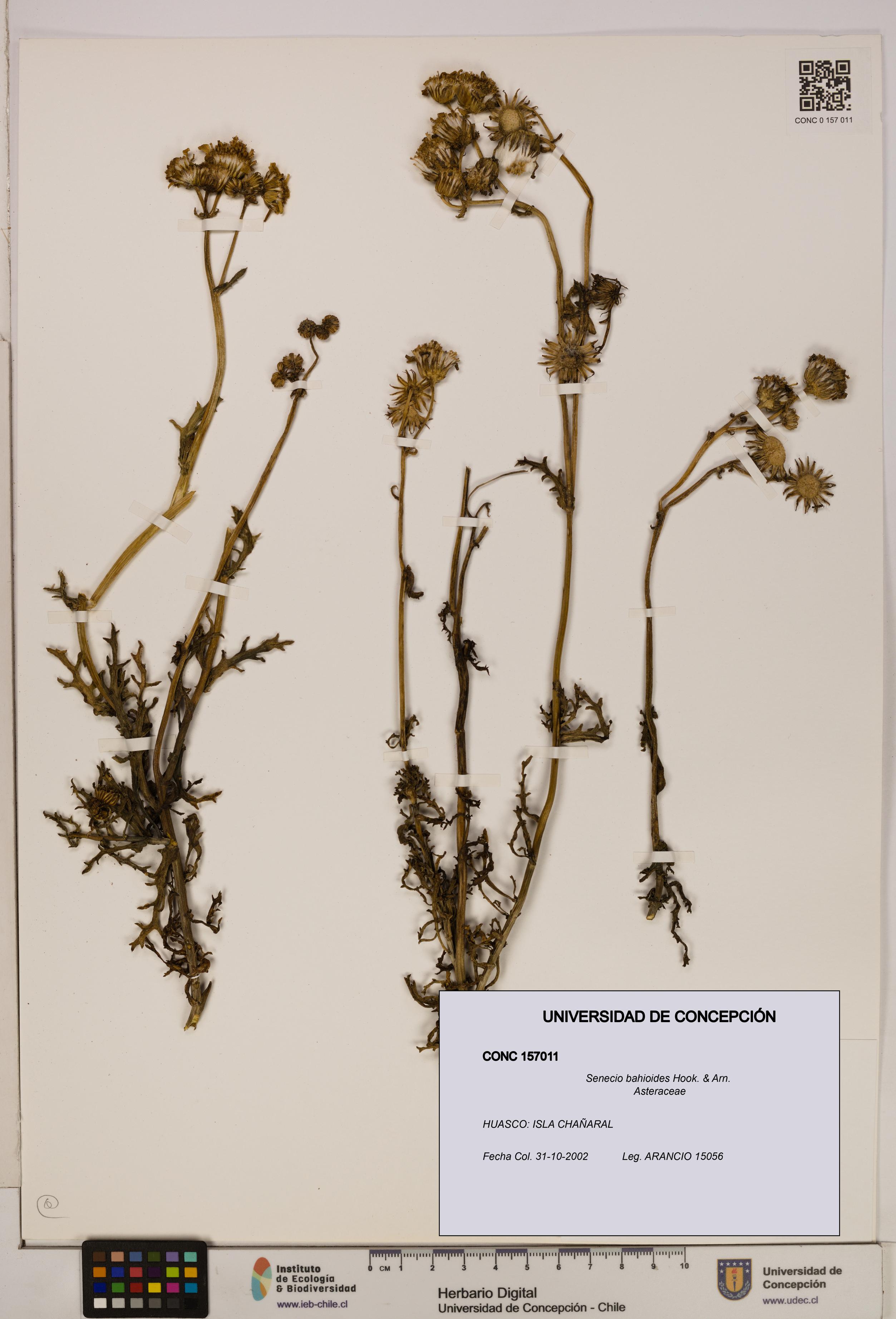 Senecio bahioides [Espécimen: UDEC:CONC:0157011]