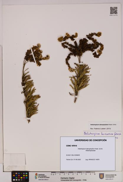 Heliotropium stenophyllum [Espécimen: UDEC:CONC:0157013]