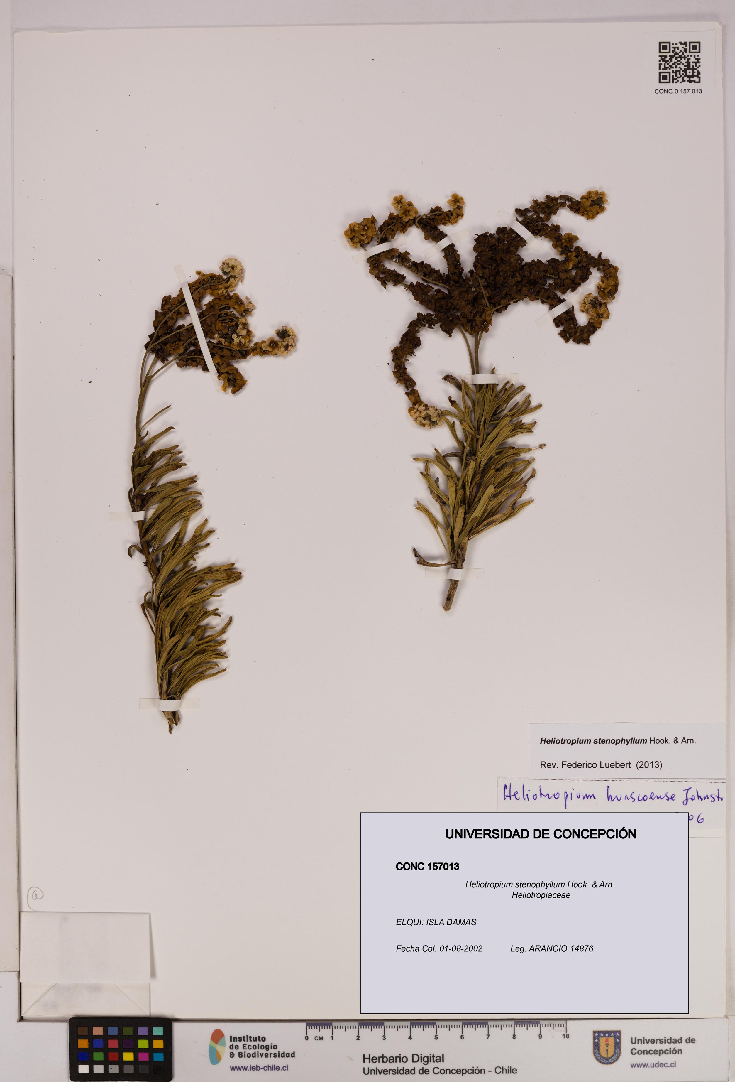 Heliotropium stenophyllum [Espécimen: UDEC:CONC:0157013]