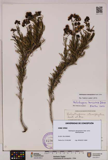 Heliotropium stenophyllum [Espécimen: UDEC:CONC:0157021]