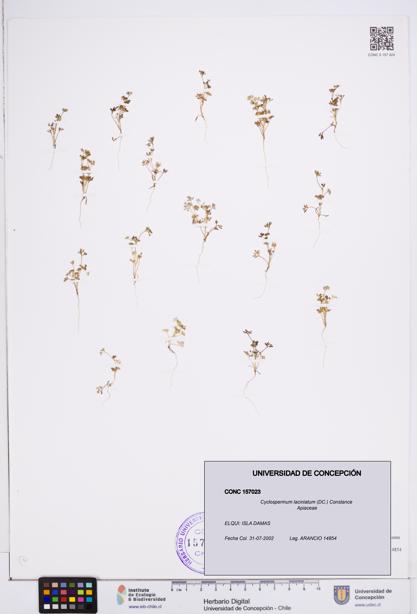 Cyclospermum laciniatum [Espécimen: ]