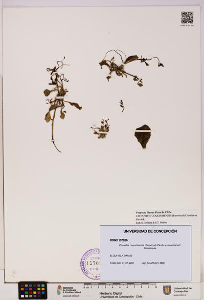 Cistanthe coquimbensis [Espécimen: UDEC:CONC:0157025]