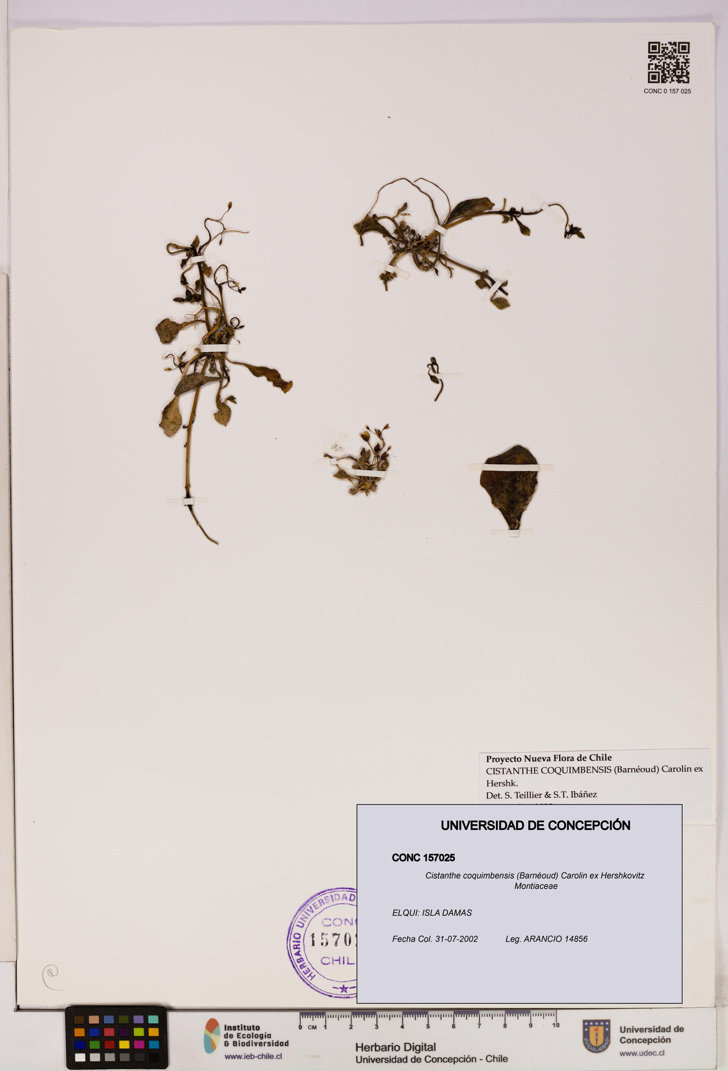 Cistanthe coquimbensis [Espécimen: UDEC:CONC:0157025]