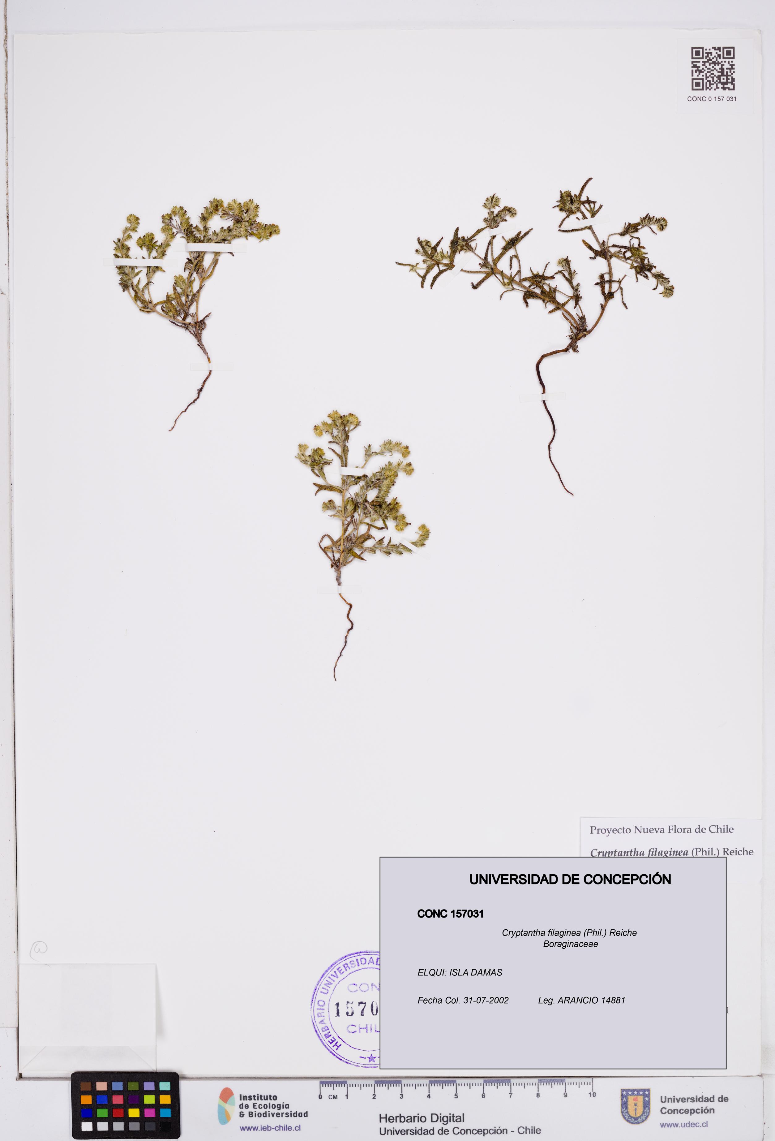 Cryptantha filaginea [Espécimen: ]