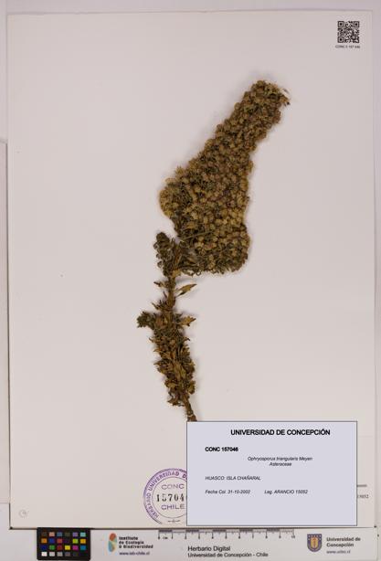 Ophryosporus triangularis [Espécimen: UDEC:CONC:0157046]