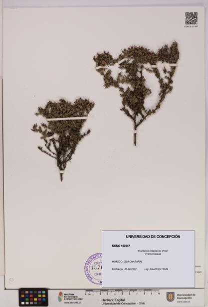 Frankenia chilensis [Espécimen: UDEC:CONC:0157047]
