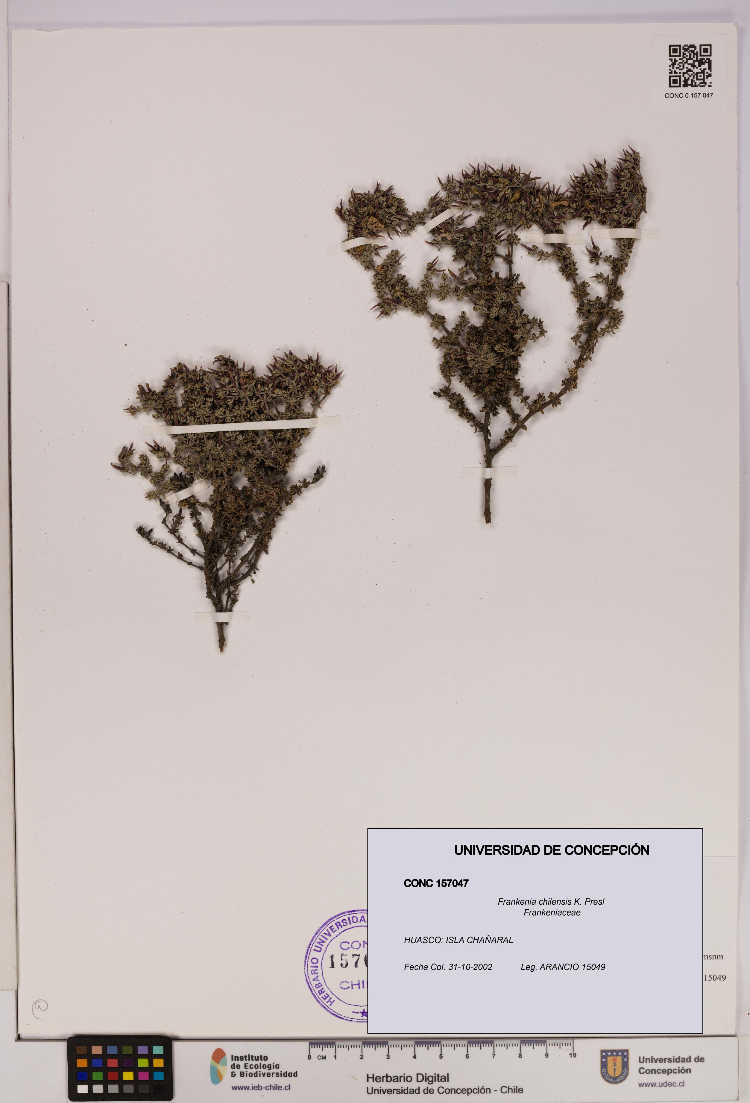 Frankenia chilensis [Espécimen: UDEC:CONC:0157047]