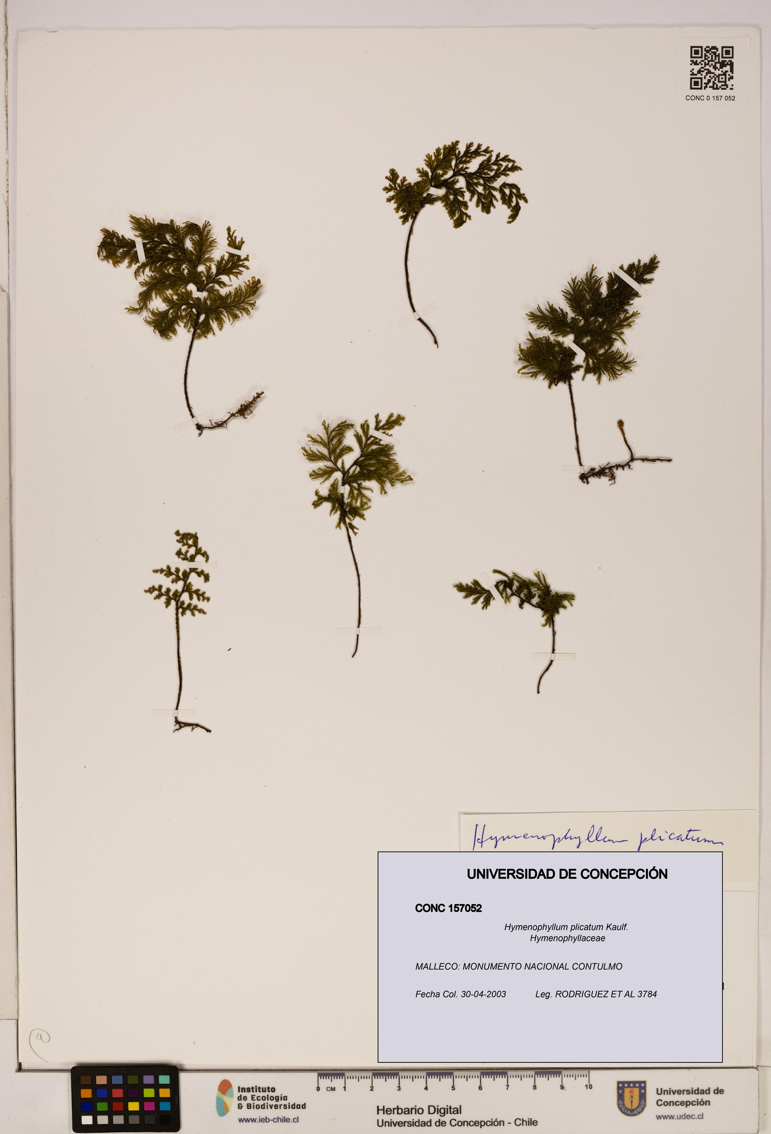 Hymenophyllum plicatum [Espécimen: ]