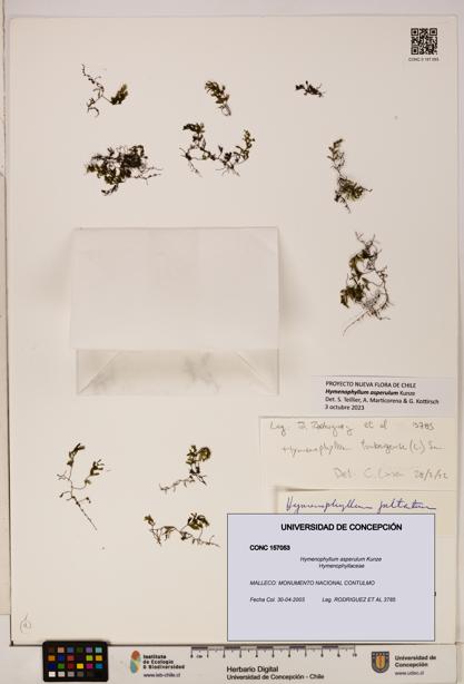 Hymenophyllum asperulum [Espécimen: UDEC:CONC:0157053]