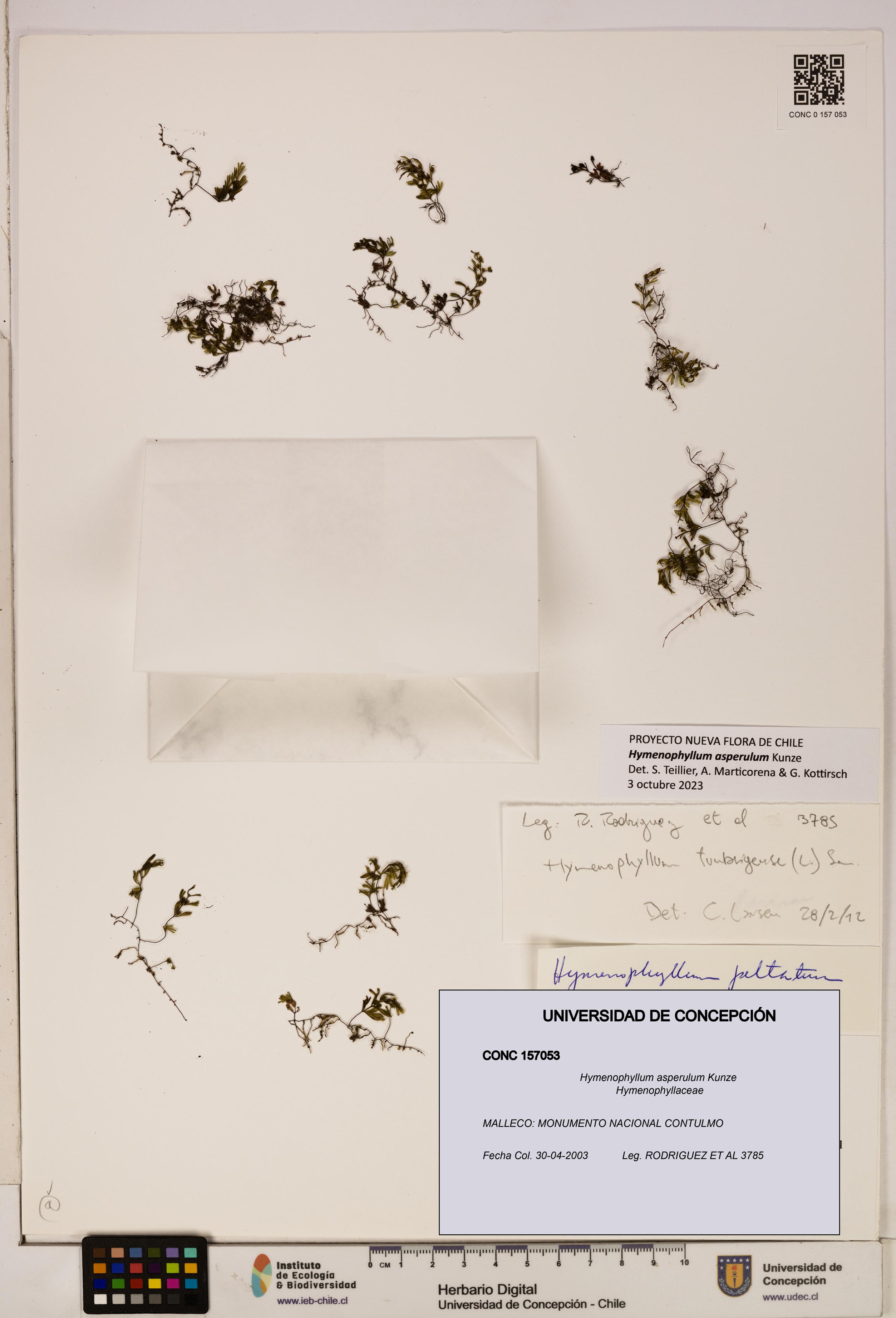 Hymenophyllum asperulum [Espécimen: UDEC:CONC:0157053]