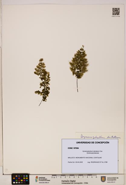 Hymenophyllum dentatum [Espécimen: UDEC:CONC:0157054]