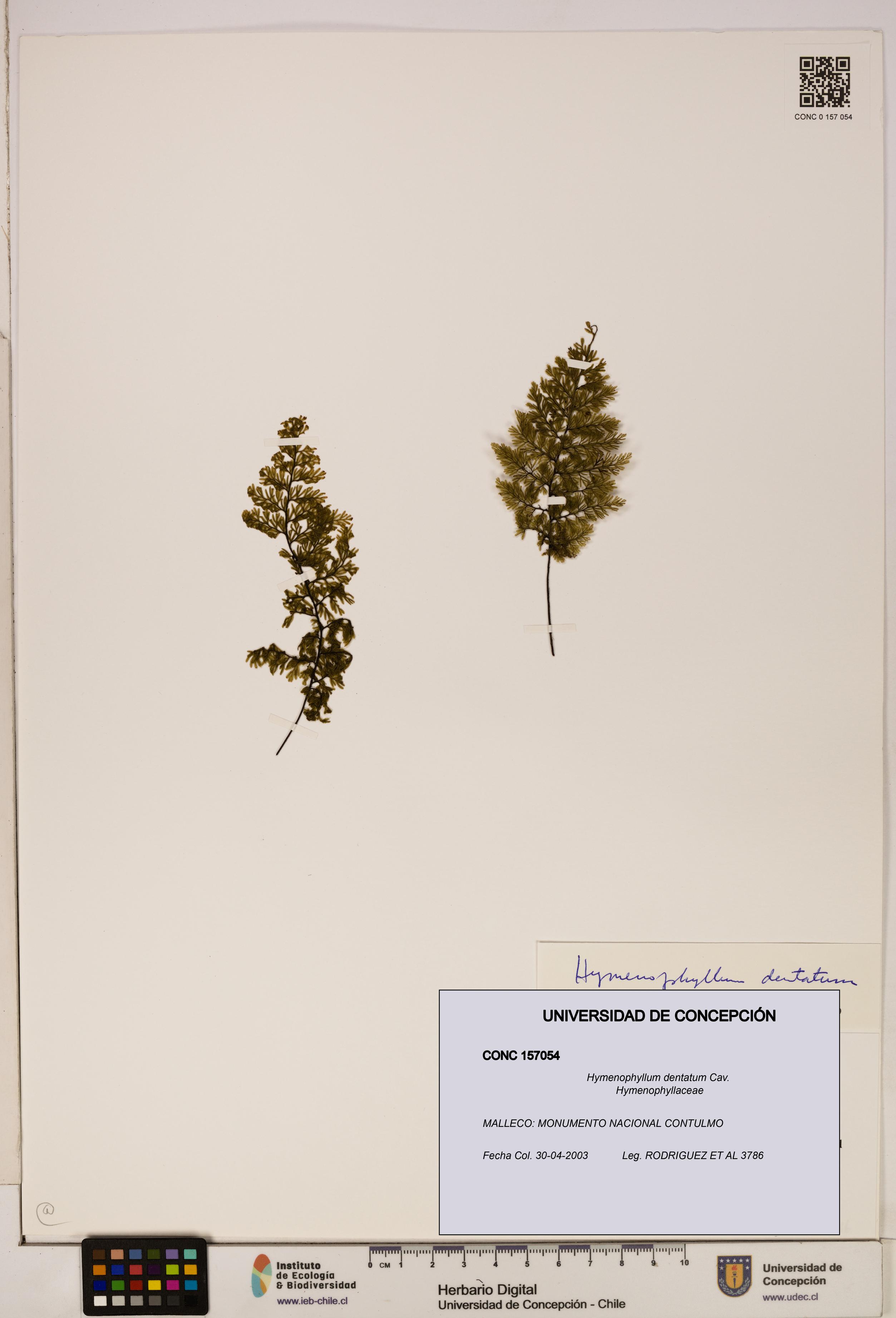 Hymenophyllum dentatum [Espécimen: UDEC:CONC:0157054]